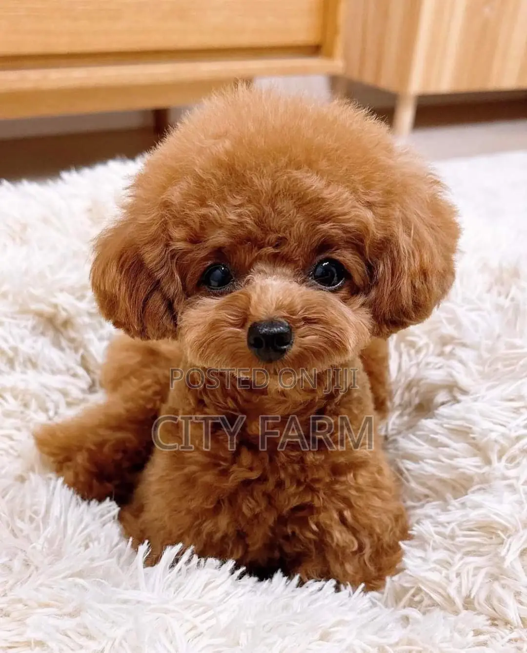 1-3 months Female Purebred Poodle