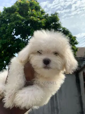 1-3 months Female Purebred Maltese