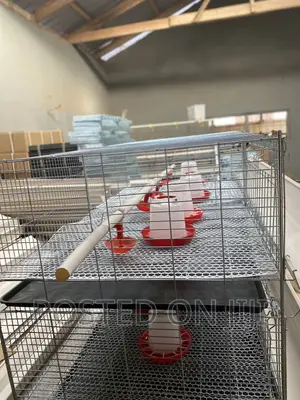 Brooding Cage/ Dayold Cage