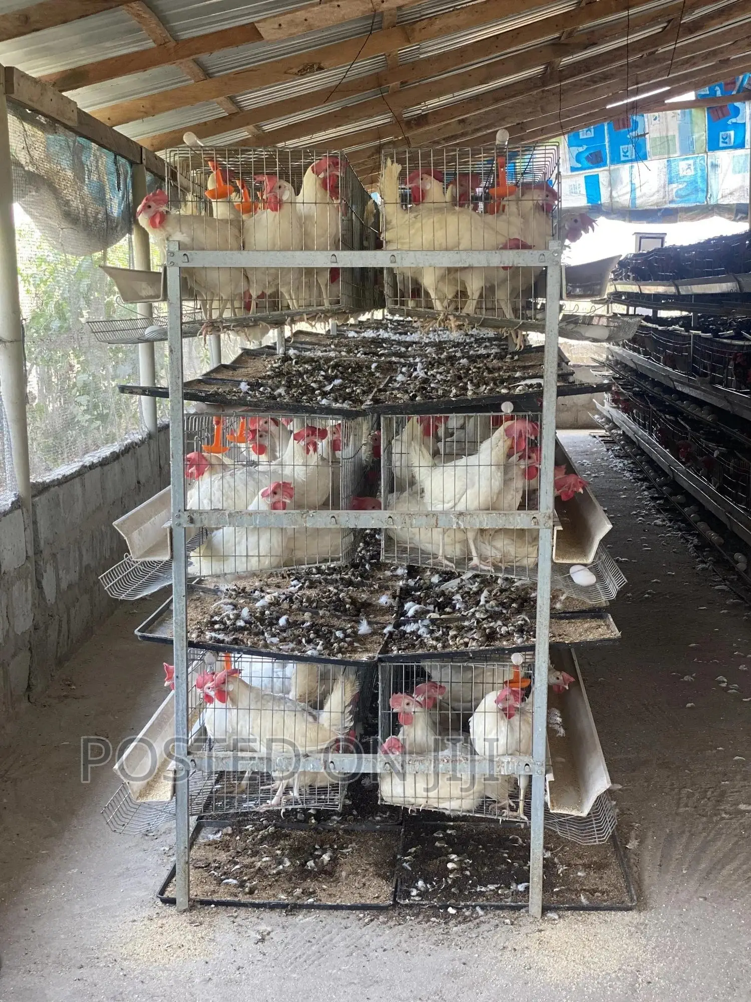 Imported Cages