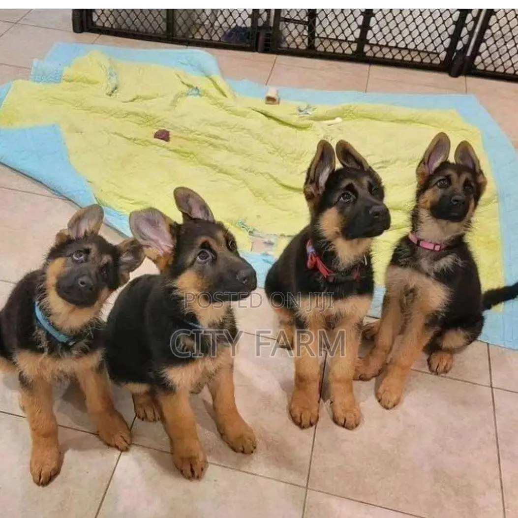 1-3 months Male Purebred German Shepherd