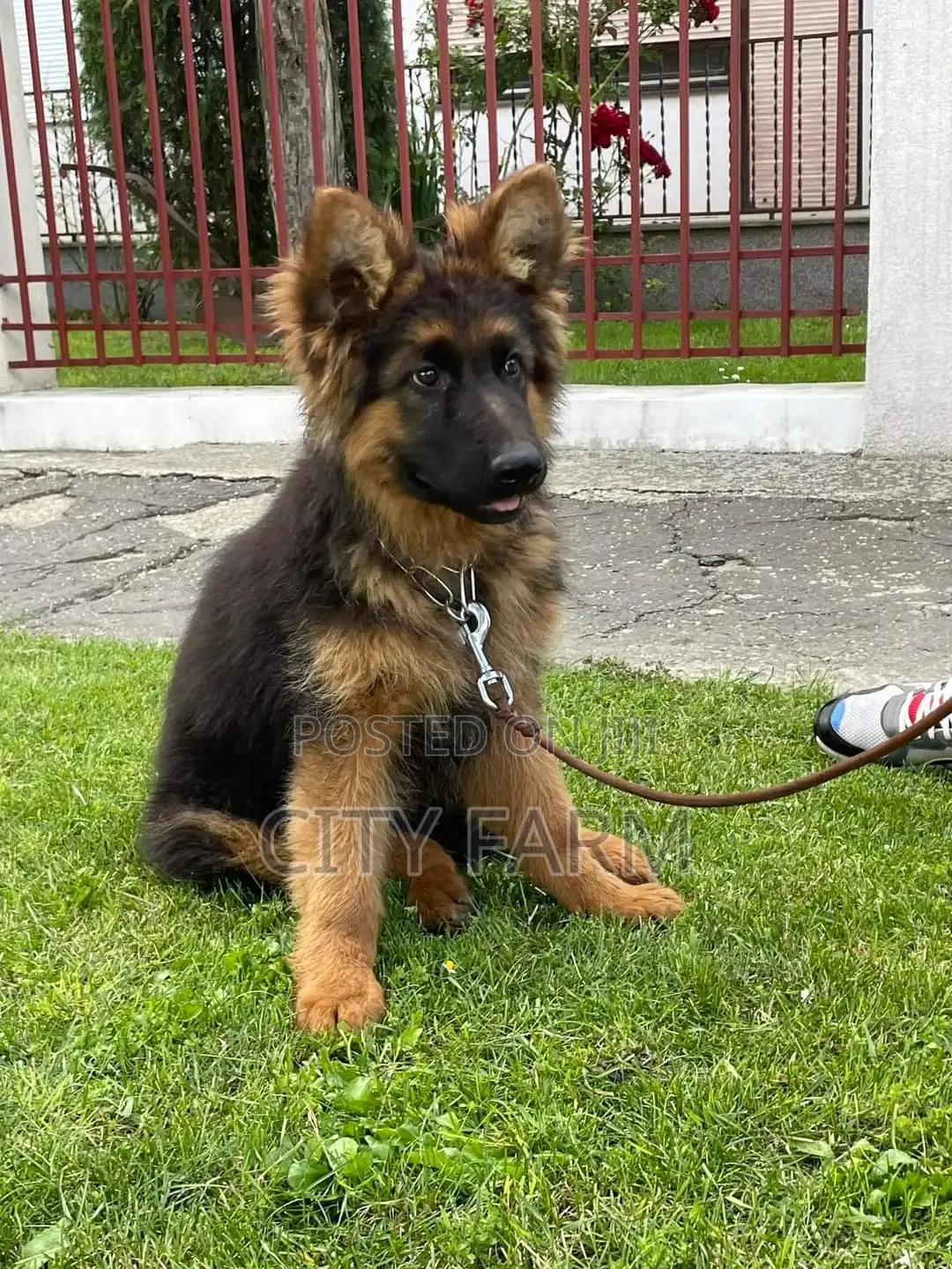 1-3 months Male Purebred German Shepherd