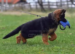 1-3 months Male Purebred German Shepherd