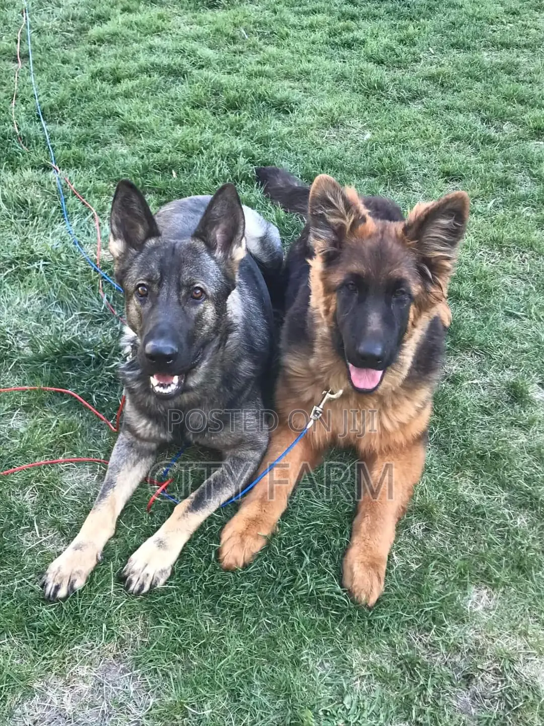 1-3 months Male Purebred German Shepherd