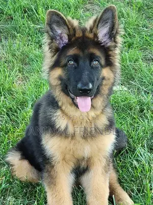 1-3 months Female Purebred German Shepherd
