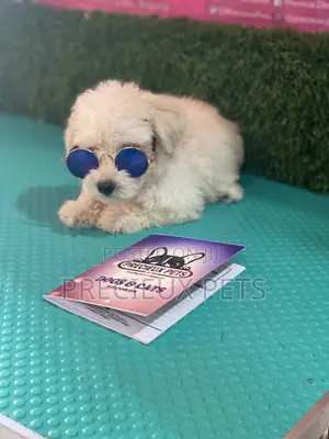 1-3 months Female Purebred Poodle