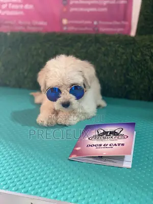 1-3 months Female Purebred Poodle