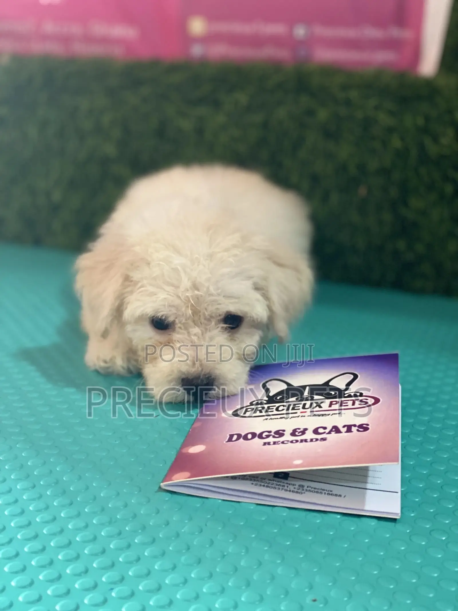 1-3 months Female Purebred Poodle