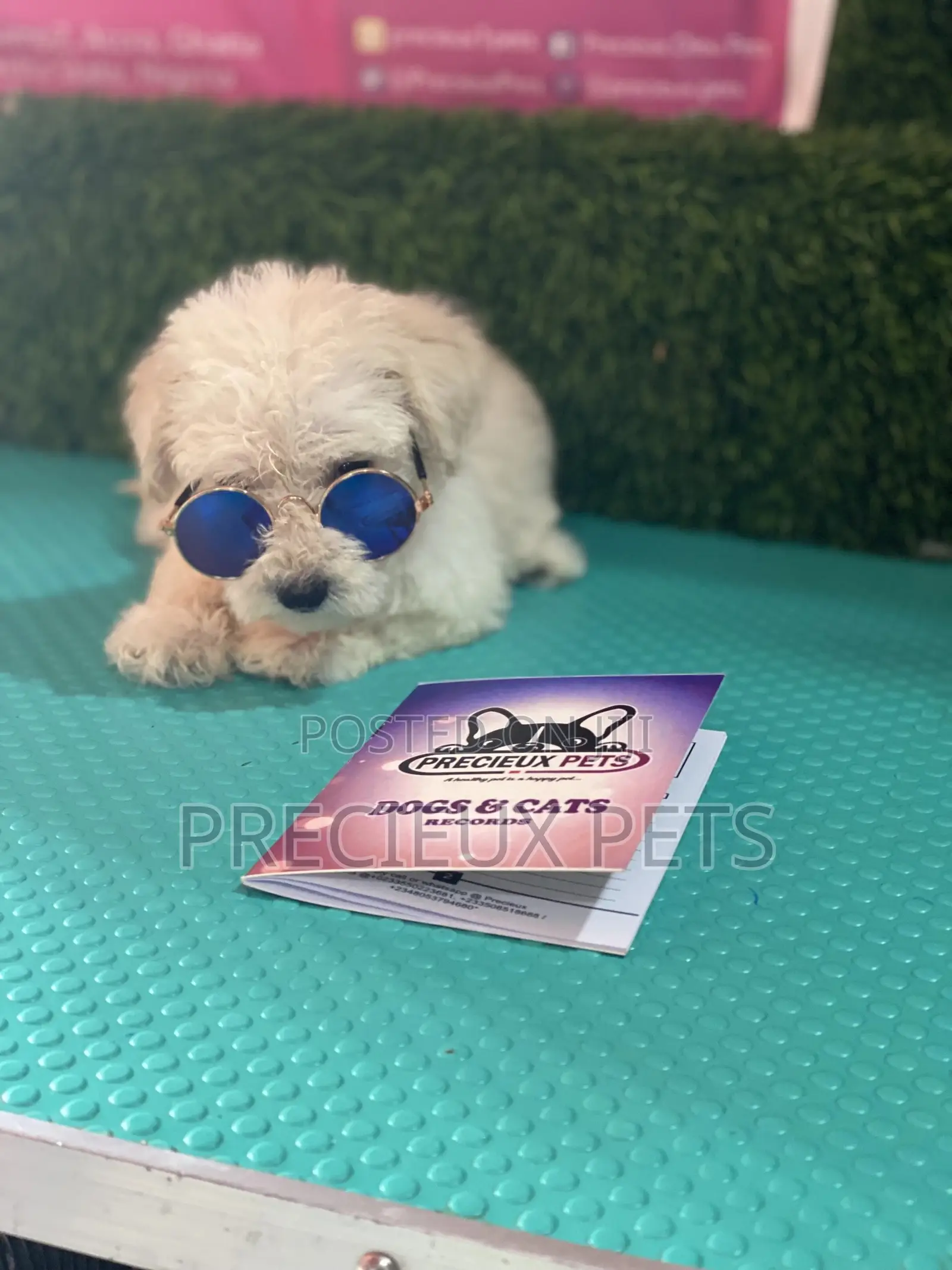 1-3 months Female Purebred Poodle