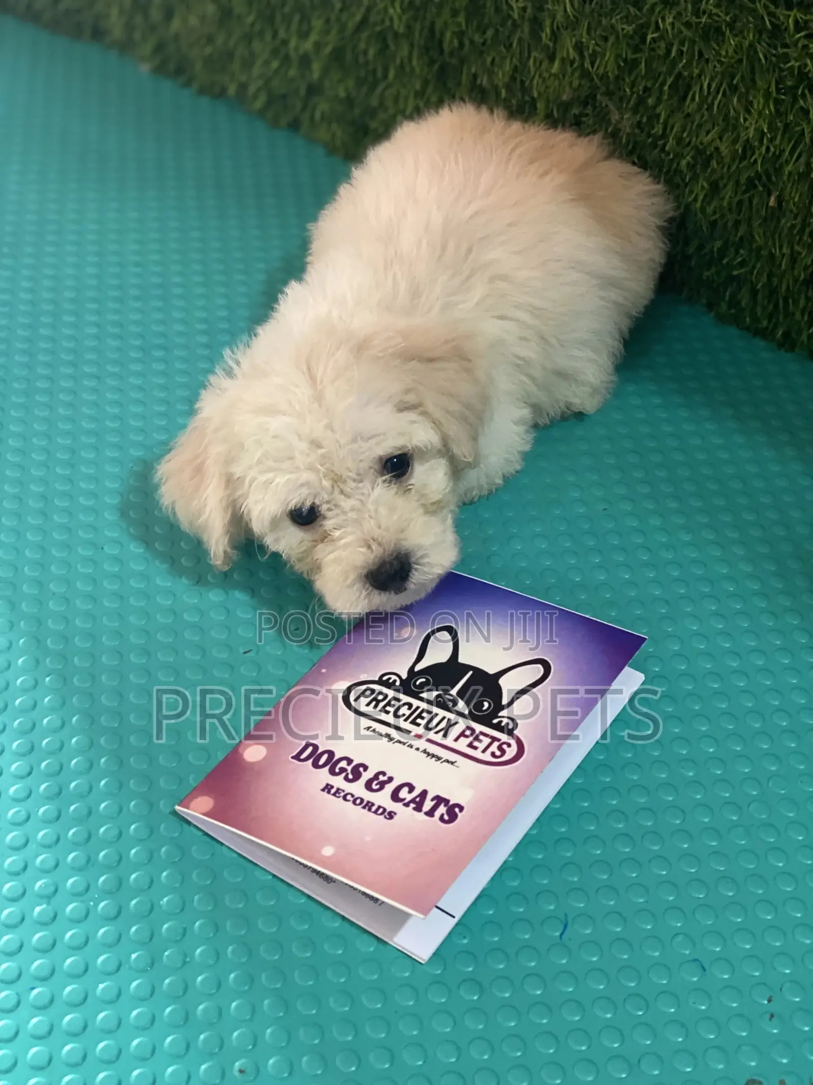 1-3 months Female Purebred Poodle
