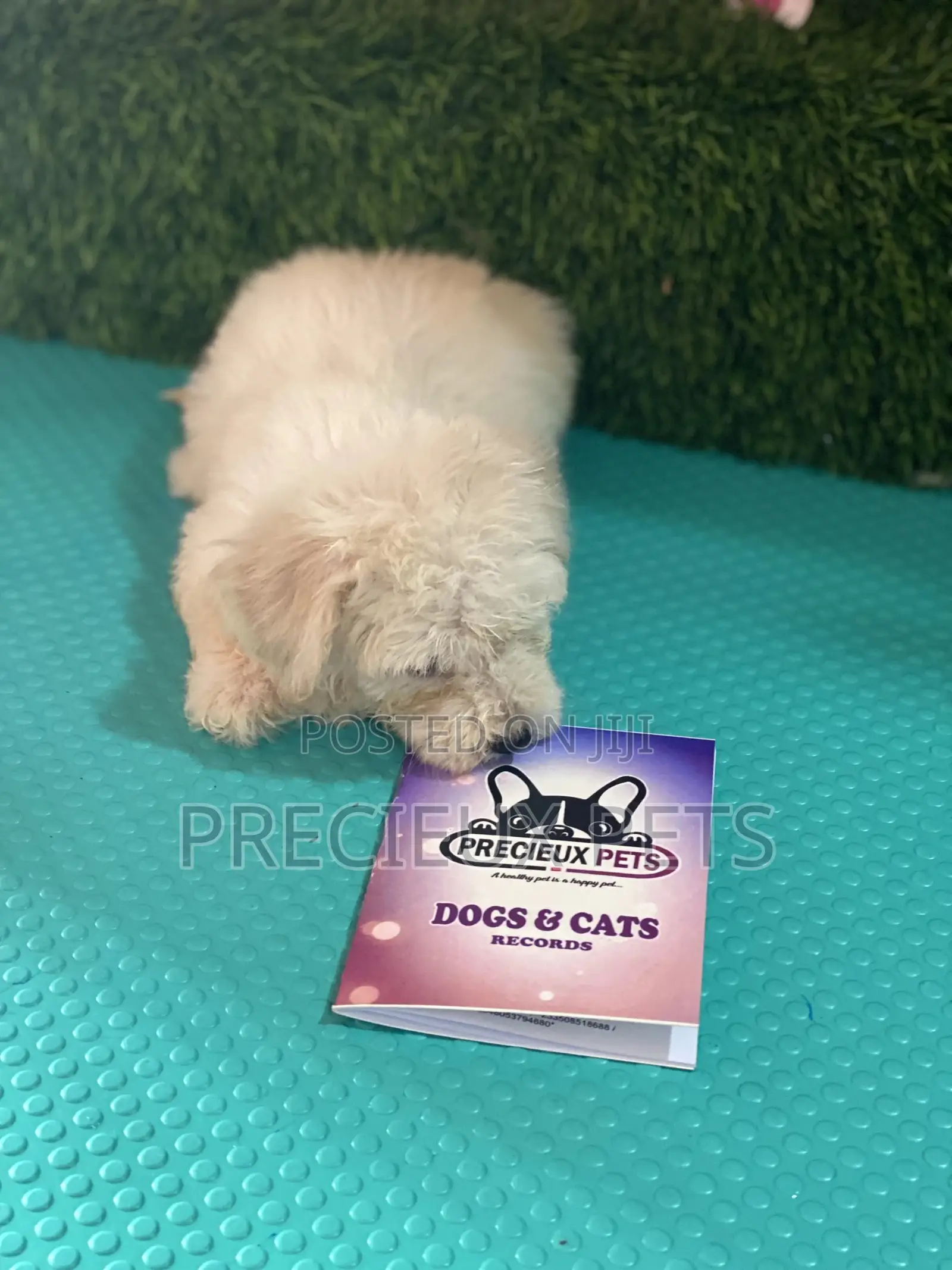 1-3 months Female Purebred Poodle