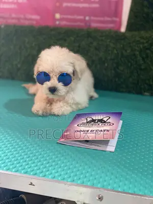 1-3 months Female Purebred Poodle