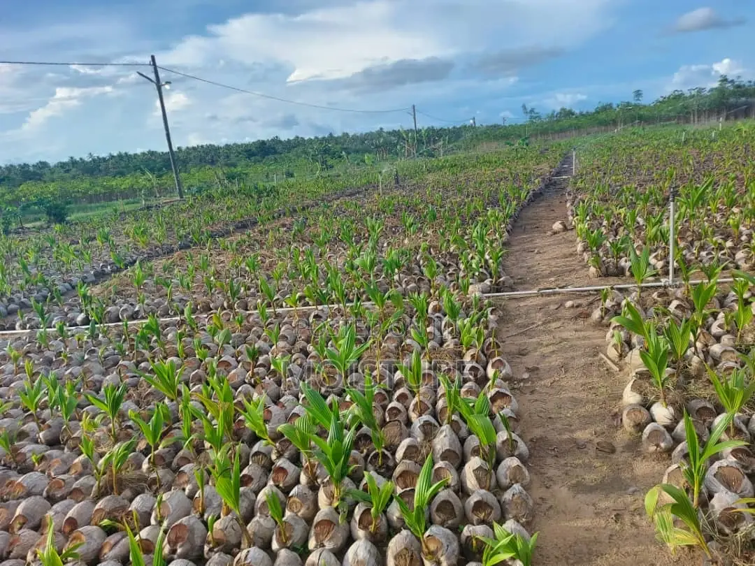 Agric Coconut Seedlings / Hybrid/ Dwarf Varieties