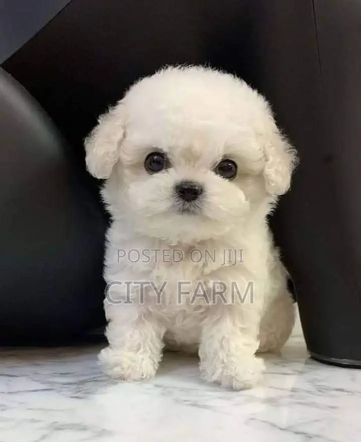 1-3 months Male Purebred Maltese