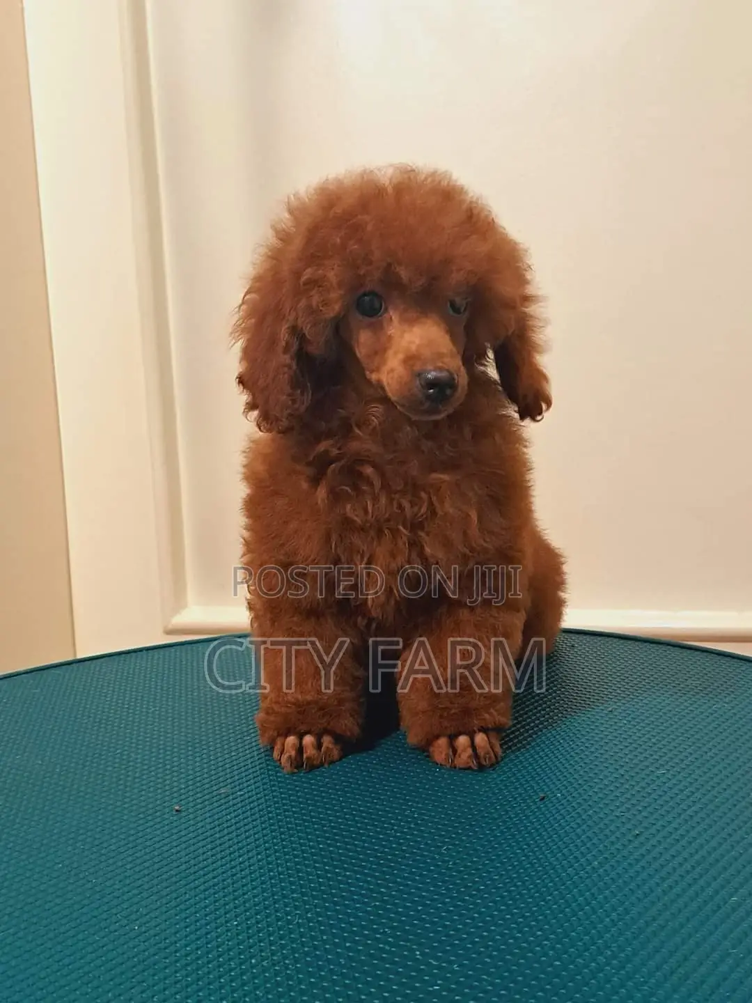 1-3 months Female Purebred Poodle