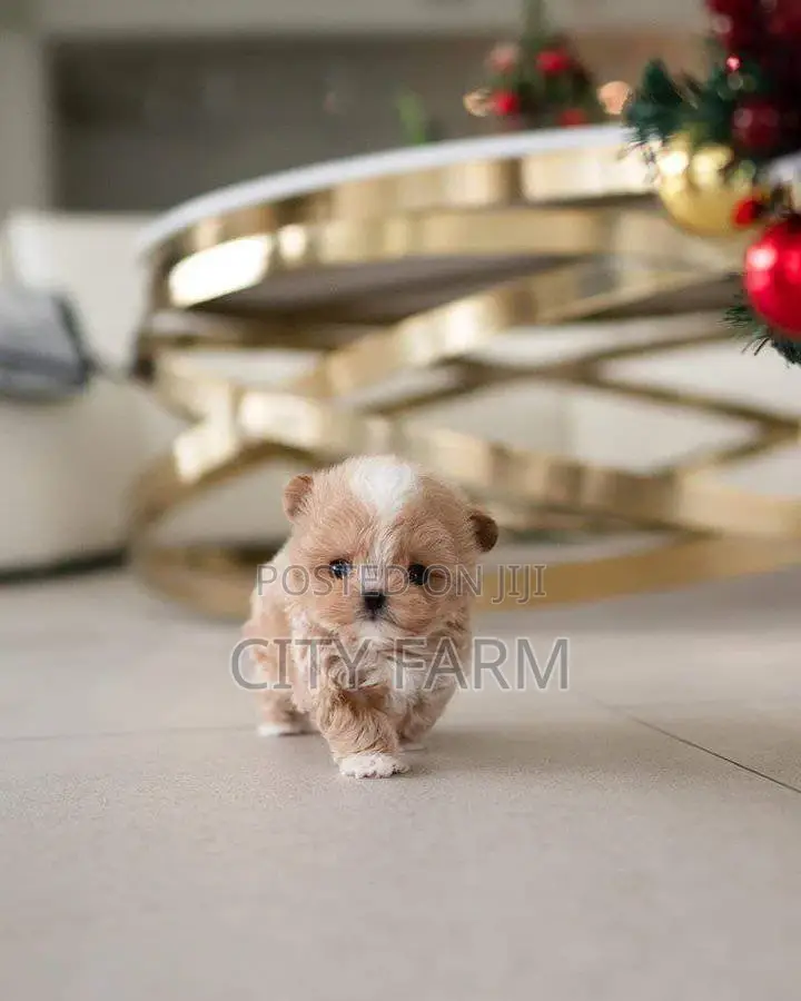1-3 months Female Purebred Poodle