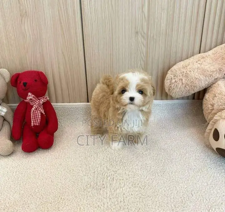 1-3 months Male Purebred Poodle