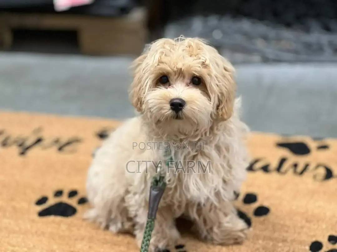 1-3 months Male Purebred Lhasa Apso