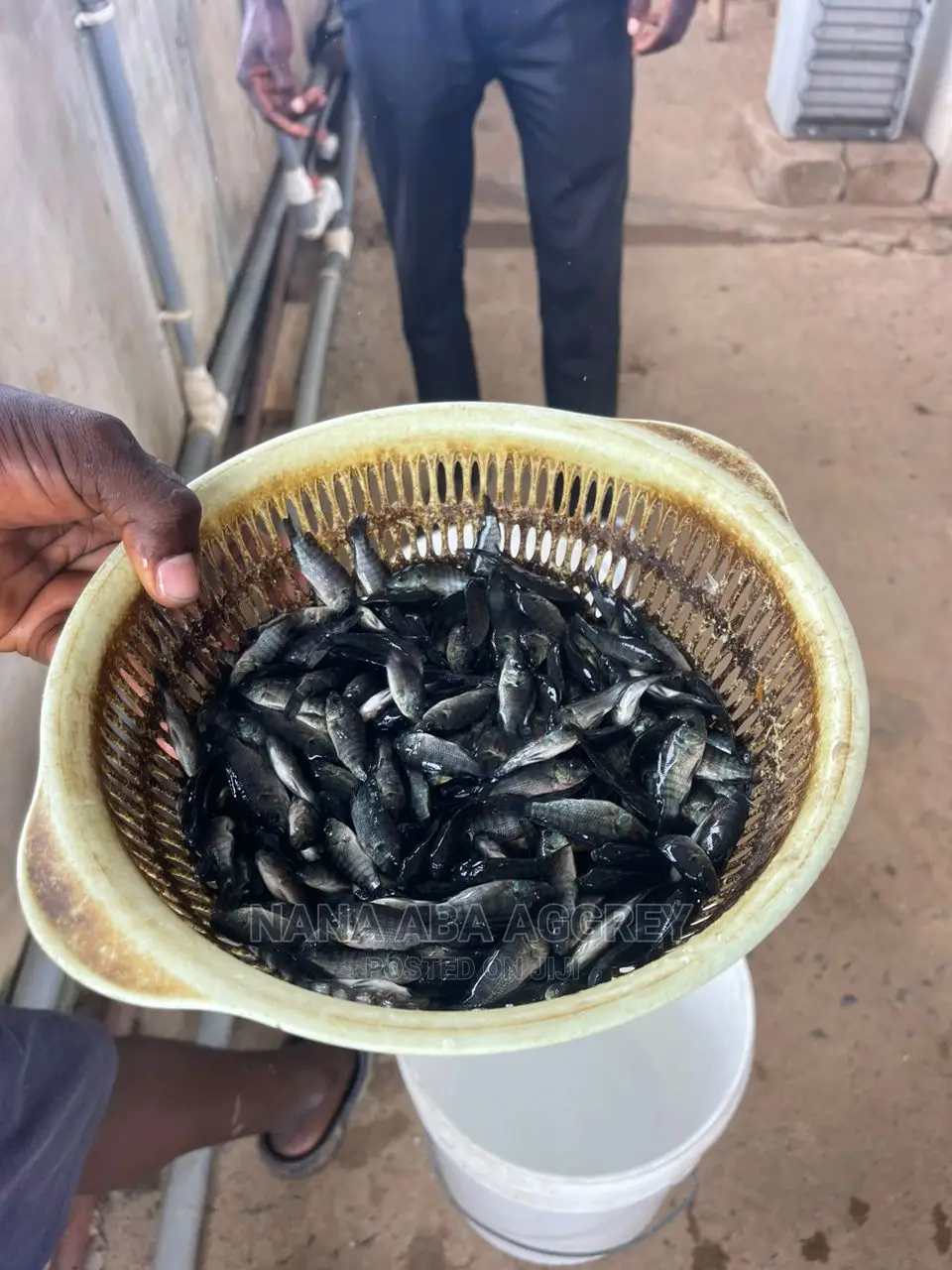 Tilapia Fingerlings in South Tongu Farm Animals, Nana Aba Aggrey