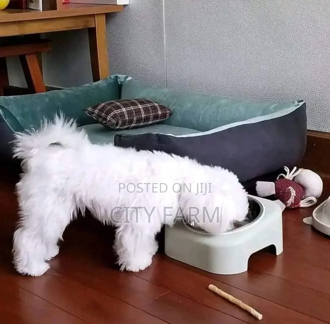1-3 months Male Purebred Maltese