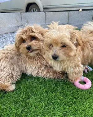 1-3 months Male Purebred Poodle