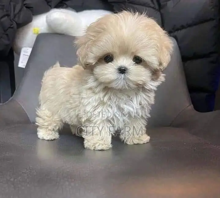 1-3 months Male Purebred Lhasa Apso