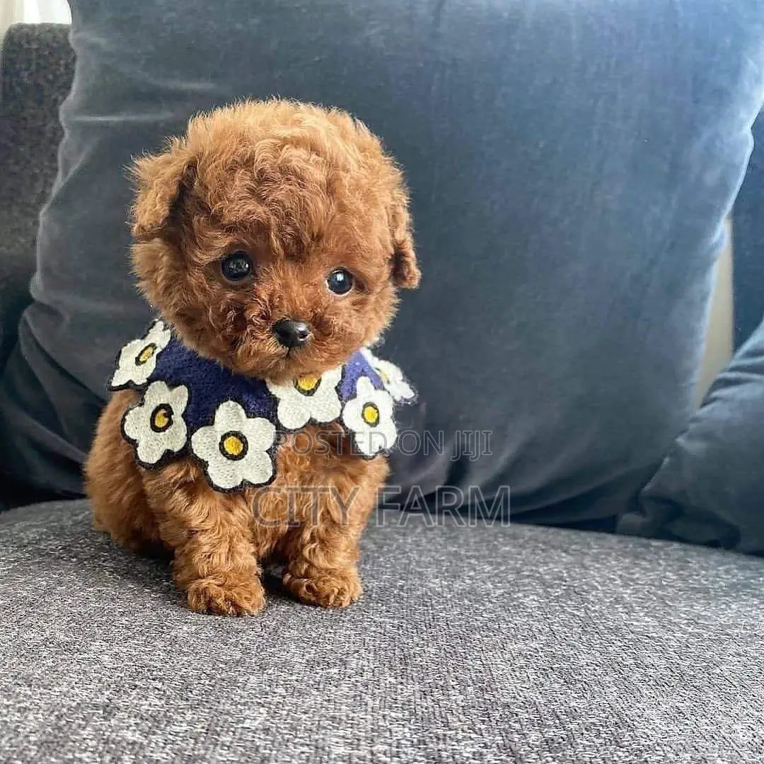 1-3 months Female Purebred Lhasa Apso