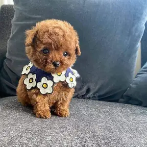 1-3 months Female Purebred Lhasa Apso