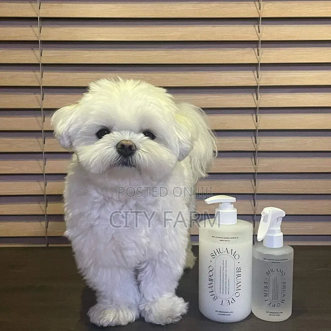 1-3 months Male Purebred Maltese