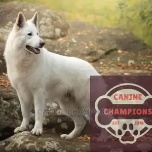 1+ year Male Purebred German Shepherd