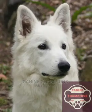 1+ year Male Purebred German Shepherd