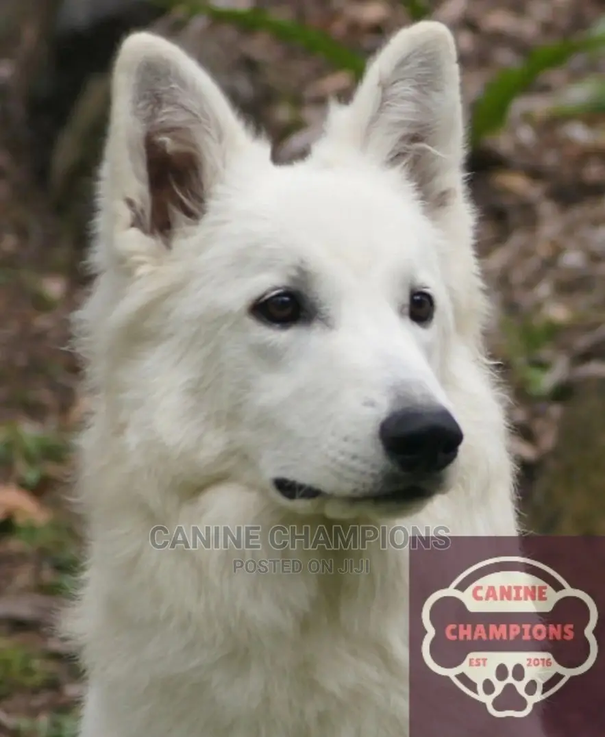 1+ year Male Purebred German Shepherd