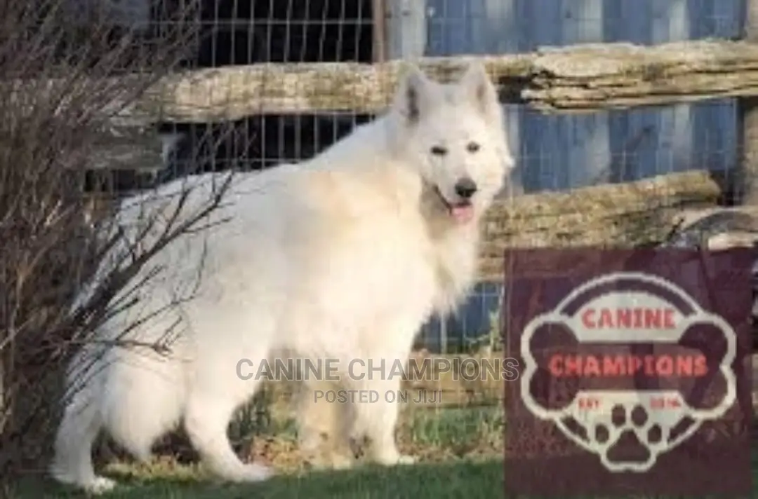 1+ year Male Purebred German Shepherd