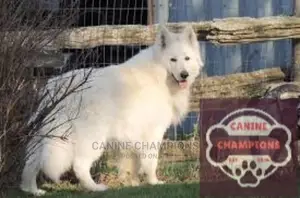 1+ year Male Purebred German Shepherd
