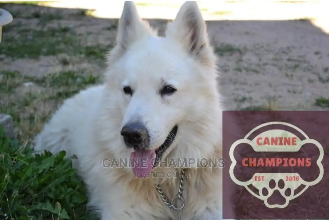1+ year Male Purebred German Shepherd