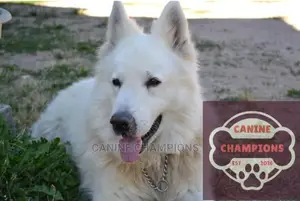 1+ year Male Purebred German Shepherd