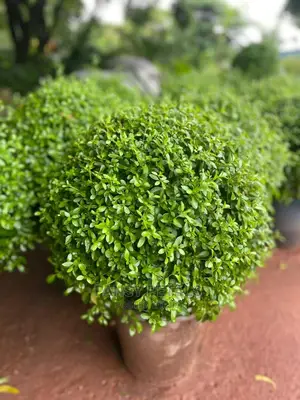 Boxus Plant for Sale