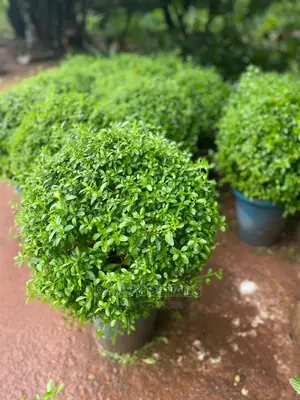Boxus Plant for Sale