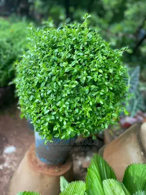 Boxus Plant for Sale