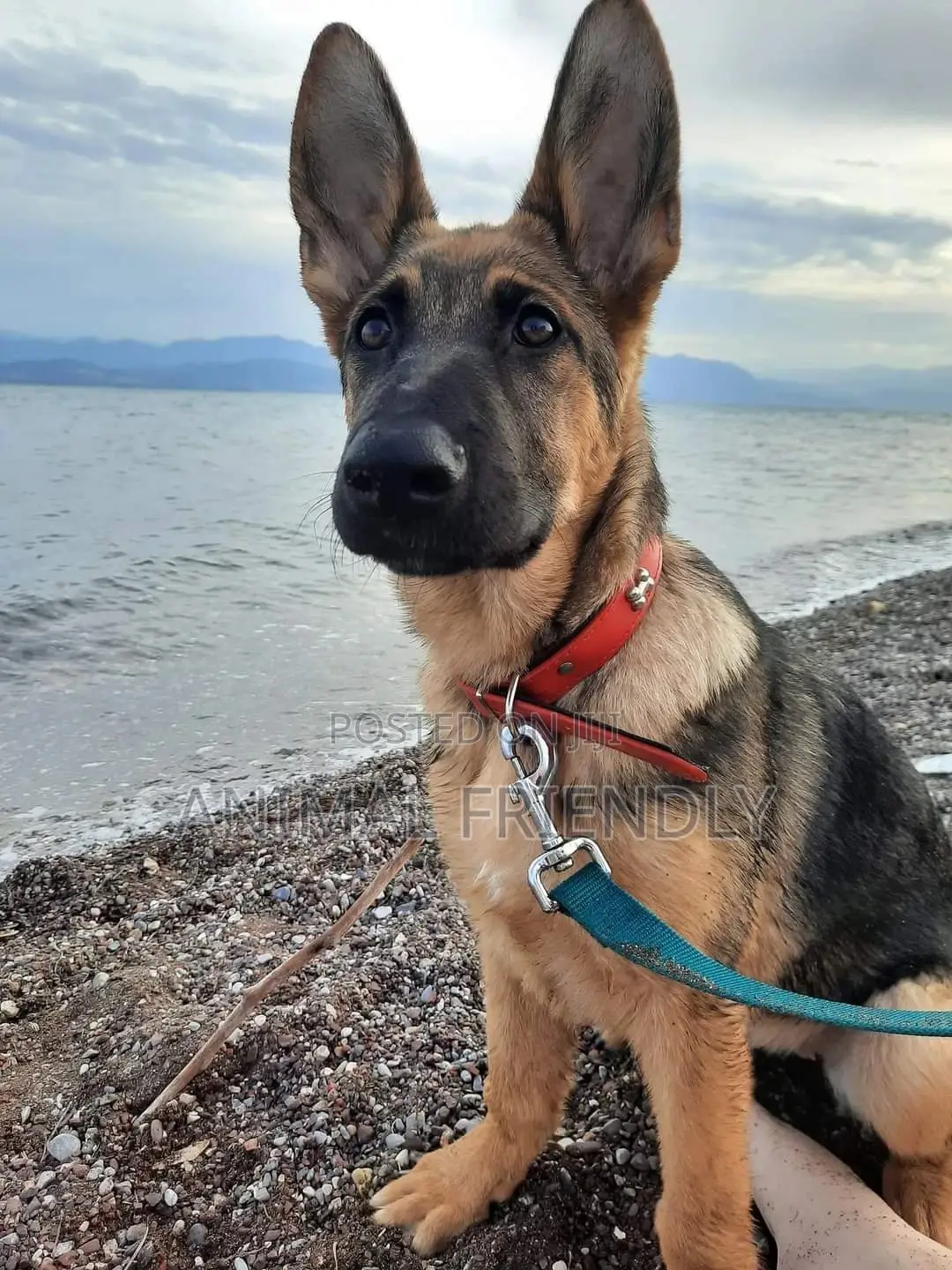 1-3 months Male Purebred German Shepherd