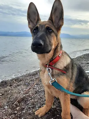 1-3 months Male Purebred German Shepherd