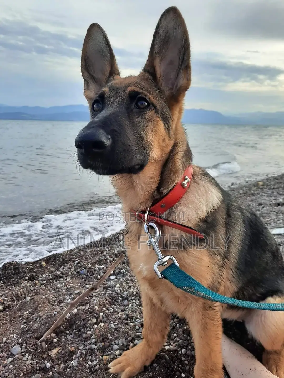 1-3 months Male Purebred German Shepherd