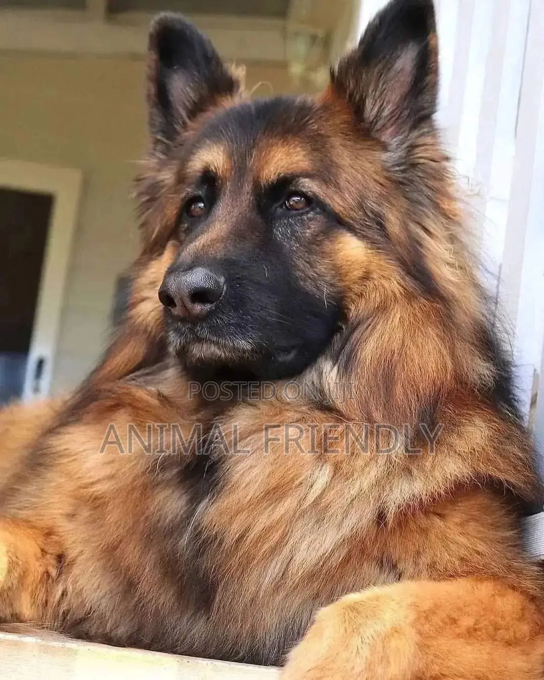 3-6 months Male Purebred German Shepherd