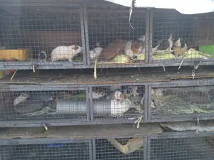 Cute Guinea Pigs Available