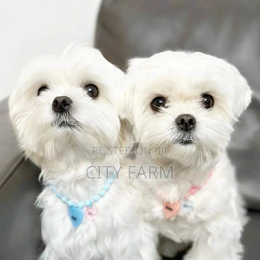 1-3 months Male Purebred Maltese