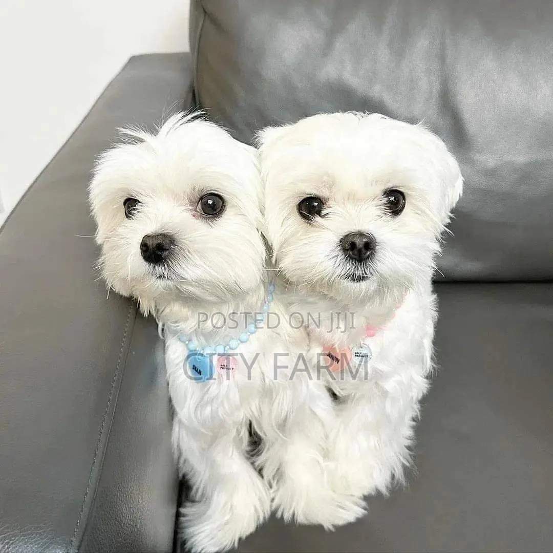 1-3 months Male Purebred Bichon Frise