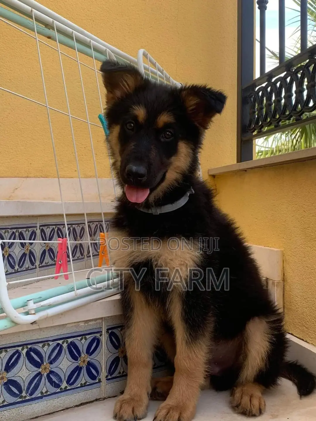 1-3 months Male Purebred German Shepherd