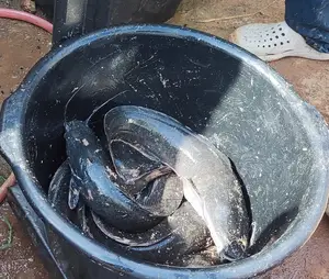 Very Big Catfish 1kg and Above Live for Sale