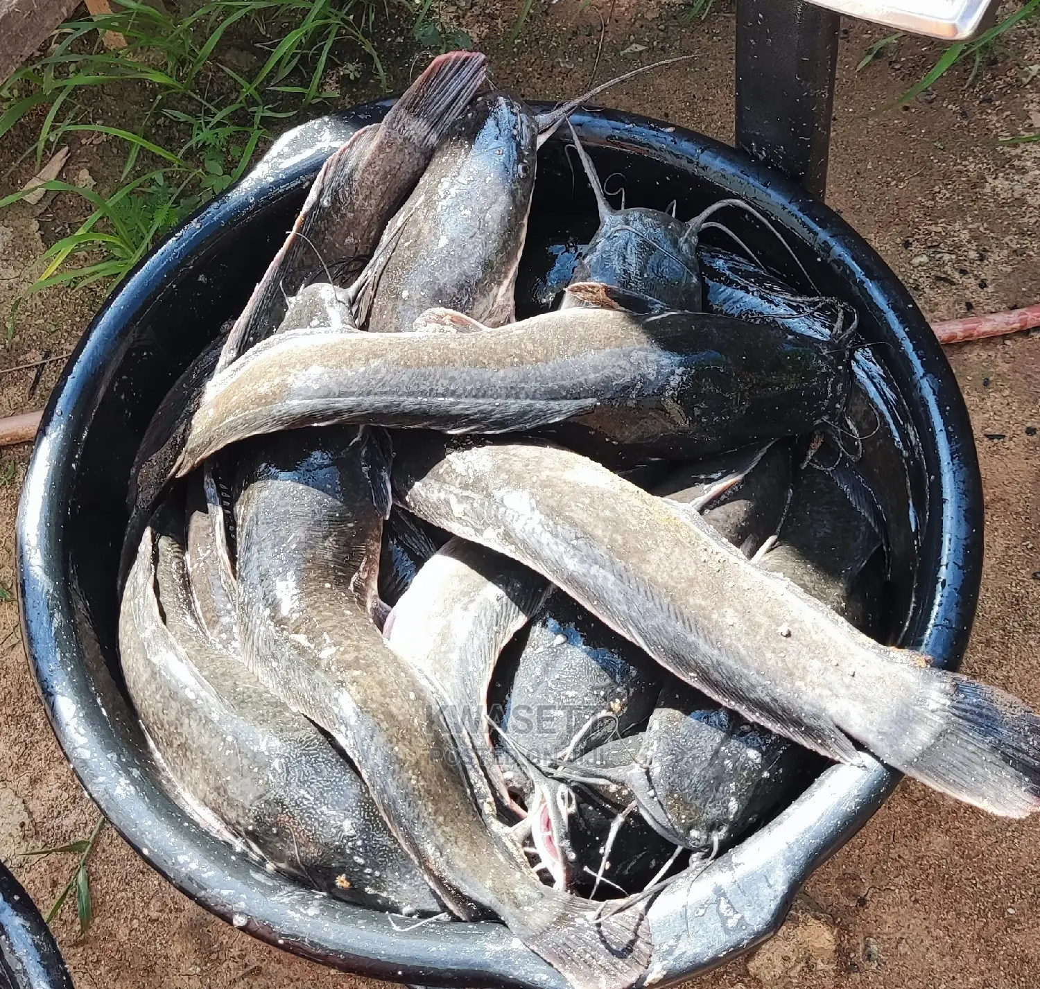 Live Catfish for Sale in Accra Metropolitan Farm Animals, Kofi Kay