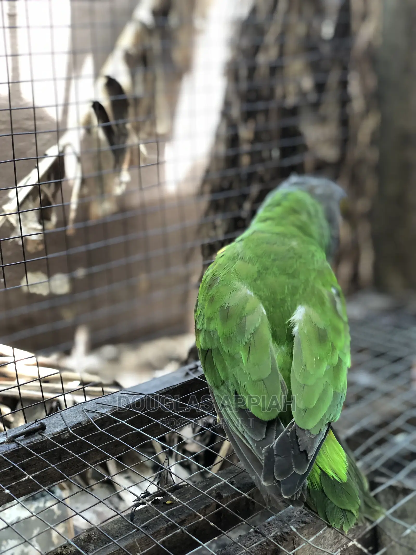 Senegalese Parrot